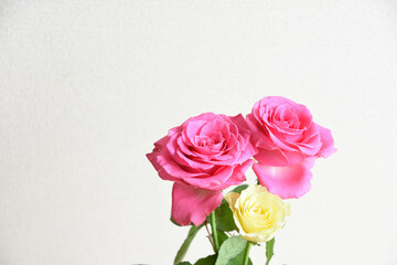 ピンクと黄色のばら