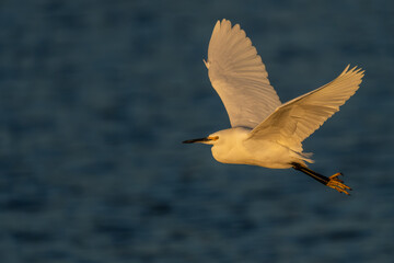 A snowy egret flying over a lake