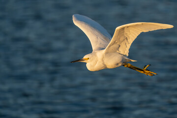 A snowy egret flying over a lake