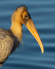 A juvenile wood stork perched near a lake