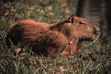 marmot in the grass
