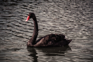 black swan on the lake © karenmotta