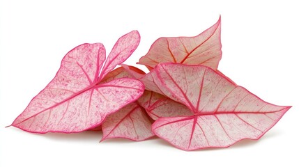Caladium leaves showcasing vibrant pink and white patterns isolated on a clean background perfect for botanical or decorative themes