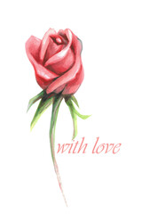 Pink rose flower, leaves, watercolor illustration