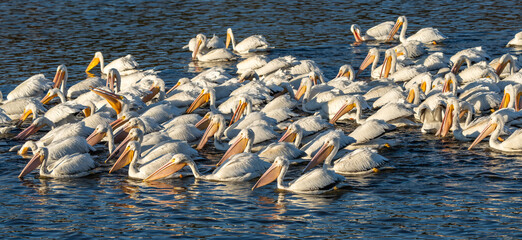 American white pelicans floating on a lake