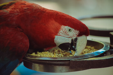 red and yellow macaw