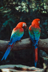 arara vermelha e azul