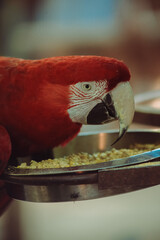 arara vermelha e azul