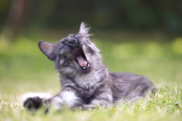 Fototapeta premium angora turc