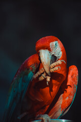 arara vermelha e azul