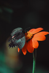 butterfly on flower
