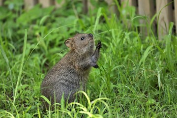 草を掴もうとしているクオッカ