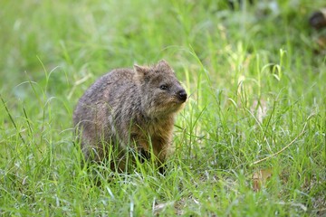 草むらの中のクオッカのポートレート
