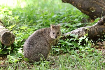振り向くカメラ目線のクオッカ