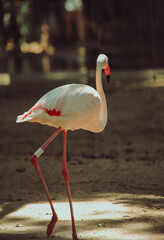 flamingo in the zoo