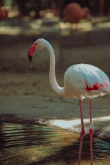 flamingo in the water