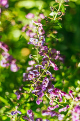 Close up of beautiful Angelonia goyazensis Benth flowers blooming in the garden