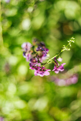 Close up of beautiful Angelonia goyazensis Benth flowers blooming in the garden