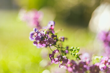 Close up of beautiful Angelonia goyazensis Benth flowers blooming in the garden