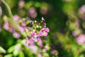 Close up of beautiful Angelonia goyazensis Benth flowers blooming in the garden