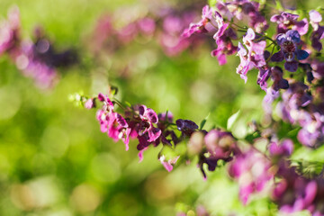 Close up of beautiful Angelonia goyazensis Benth flowers blooming in the garden