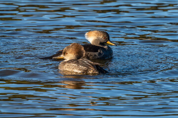 Hooded mergansers floating on a lake