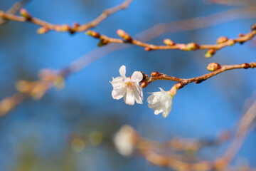 winter-flowering cherry on a twig on a sunny day close-up