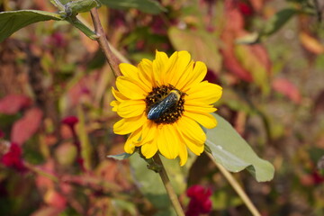 A honey bee has covered the middle of the sunflower by sitting on it