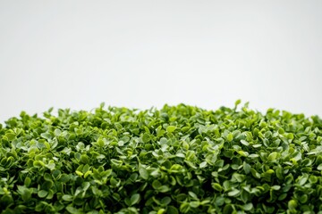 Obraz premium A close-up view of a green bush or hedge against a white background