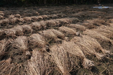 A harvested paddy field with bundled stalks drying