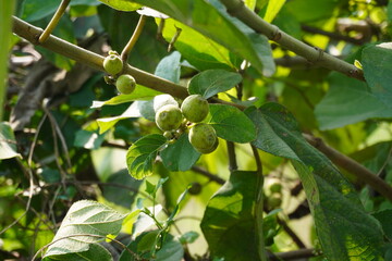The figs on the branches of the fig plant in close up 