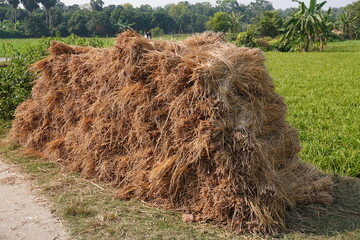 A pile of straw which is the dry stalks of grain plants like rice after the grain has been harvested