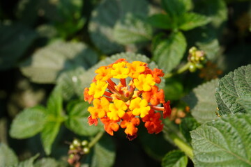 Lantana urticoides, also known as Texas Lantana flower in close up on its plant 