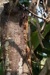 The trunk of a Hevea brasiliensis tree, also known as the rubber tree, with exuding latex