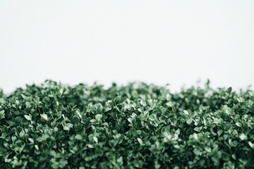 close up of green leaves of a bush against white background