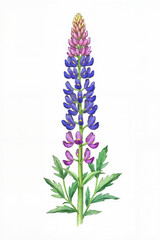 Obraz premium Vibrant Lupine Watercolor, isolated on a white background