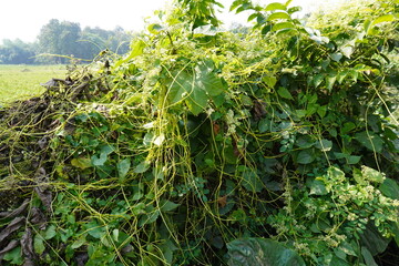 The Cuscuta reflexa creeper plant has covered the bush completely, that is the nature of creeper plant 