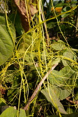 Cuscuta reflexa Plant the creeper plant has been covered the plant 
