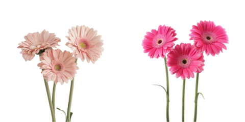 pink gerbera daisy flowers blooming. Generative AI.