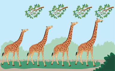Lamarck's theory suggests organisms adapt traits through use and inheritance. Giraffes' long necks evolved as they stretched to reach high leaves, passing the trait to offspring.