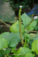 Heliotropium indicum flower on its plant in close up with a blurry background 