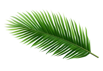 Obraz premium PNG Palm tree leave plant leaf