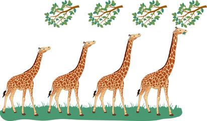 Lamarck's theory suggests organisms adapt traits through use and inheritance. Giraffes' long necks evolved as they stretched to reach high leaves, passing the trait to offspring.