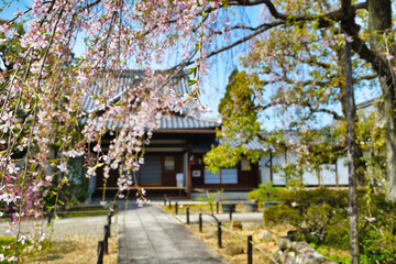 京都　青空に映える上品蓮台寺の枝垂れ桜（枝垂桜）コピースペースあり（日本京都府京都市） Kyoto - Weeping cherry blossoms (shidazakura) at  Jobon-Rendaiji Temple　（Joubon-Rendaiji Temple）against the blue sky, copy space available (Kyoto City, Kyot