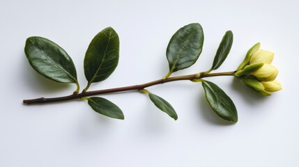 Naklejka premium branch with green leaves and a yellow flower