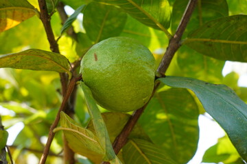 The guava has been found inside of the leaves, close up view 