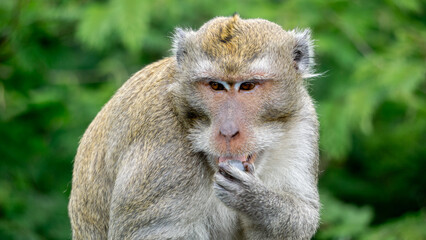 Macaca fascicularis (kera ekor panjang, monyet ekor panjang, long-tailed macaque, crab-eating monkey, cynomolgus macaque) is eating fruit