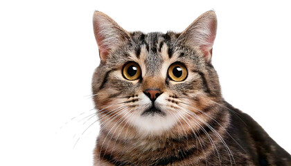 Obraz premium cat isolated on white PNG