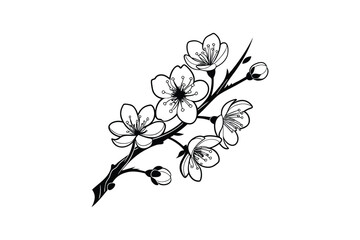 minimalist cherry blossoms blooming line art vector illustration white background
