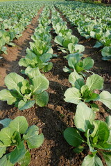 Cabbages are growing in the agriculture field